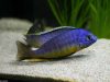 Protomelas sp. ,steveni imperial' Gome Rock (samec)