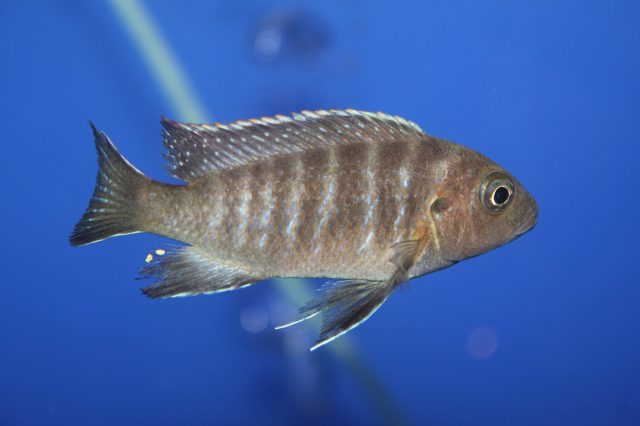Metriaclima mossambicum Chiloelo (samice)
