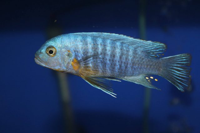 Metriaclima mossambicum