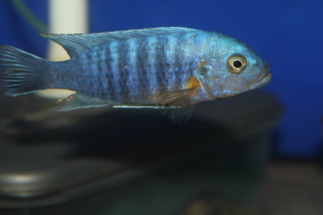 Metriaclima mossambicum Chiloelo (samec)