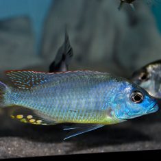 Naevochromis chrysogaster