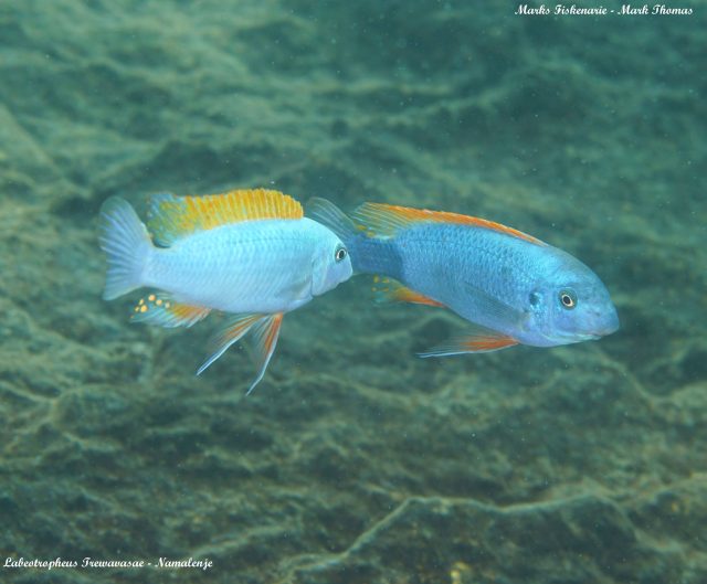 Labeotropheus trewavasae Namalenje Island  