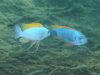 Labeotropheus trewavasae Namalenje Island  