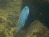 Labeotropheus trewavasae
