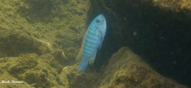 Labeotropheus trewavasae