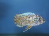 Labeotropheus fuelleborni Ngara (MC samec)