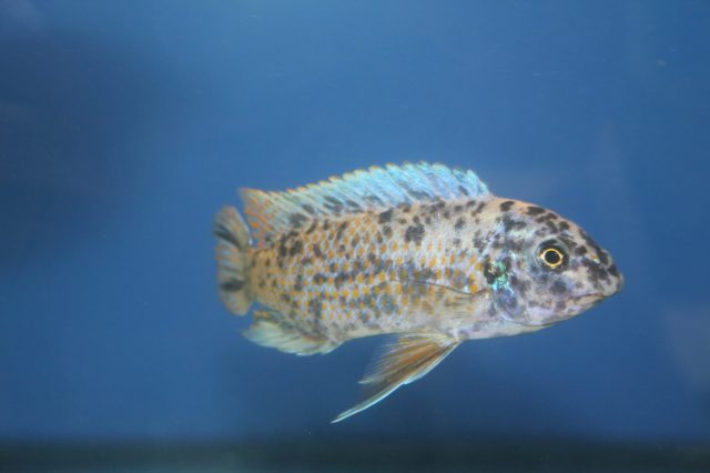 Labeotropheus fuelleborni Ngara (MC samec)