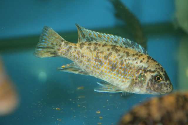 Labeotropheus fuelleborni Ngara (OB samice)
