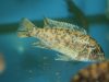 Labeotropheus fuelleborni Ngara (OB samice)