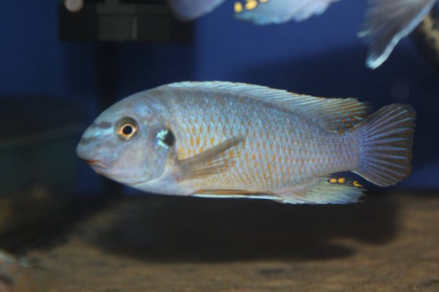 Labeotropheus fuelleborni (16)