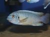 Labeotropheus fuelleborni (16)