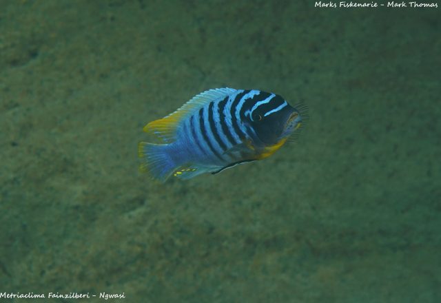 Metriaclima fainzilberi Ngwazi (samec)