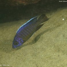 Aulonocara stuartgranti