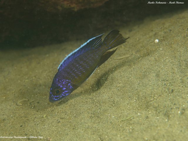 Aulonocara stuartgranti