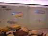 Protomelas virgatus Nkhata Bay (samec a samice)