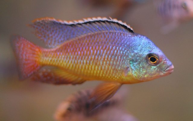 Protomelas virgatus Nkhata Bay (samec)
