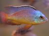 Protomelas virgatus Nkhata Bay (samec)