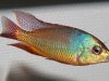 Protomelas virgatus