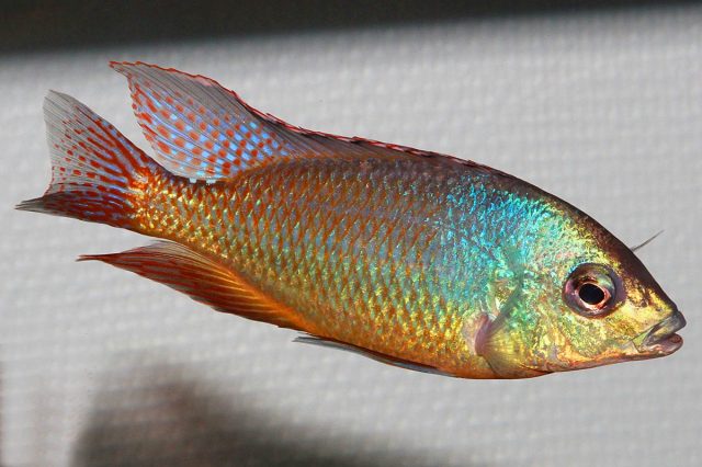 Protomelas virgatus