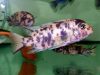 Metriaclima zebra Luhuchi Rock (OB samice)