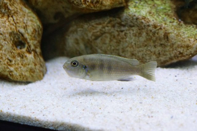 Metriaclima sp. 'zebra patricki' (samice)