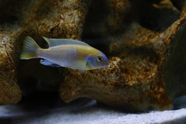 Metriaclima sp. 'zebra patricki' (samec)