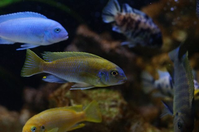 Metriaclima sp. 'zebra patricki' (samec)