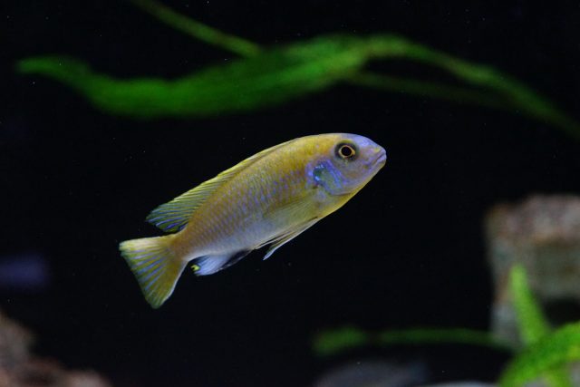 Metriaclima sp. 'zebra patricki' (samec)