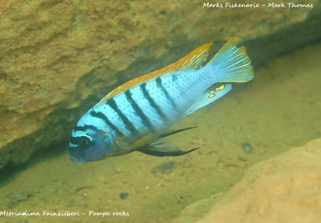 Metriaclima fainzilberi
