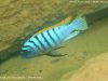 Metriaclima fainzilberi