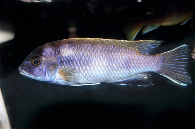 Pseudotropheus elegans