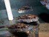 Pseudotropheus elegans Liuli (samice)