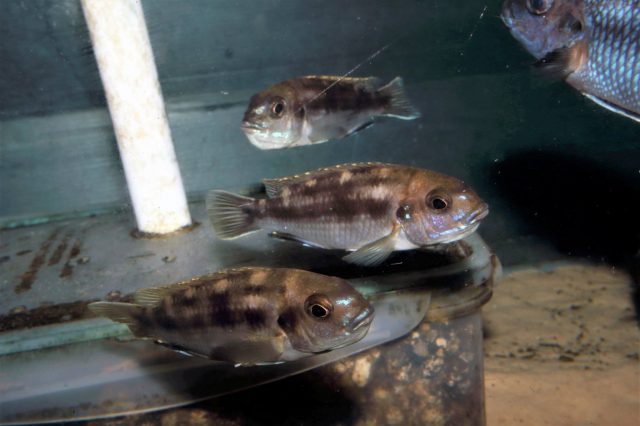 Pseudotropheus elegans Liuli (samice)