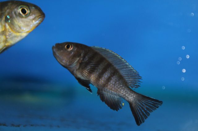 Metriaclima pulpican Likoma Island (samice)