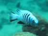Metriaclima pulpican