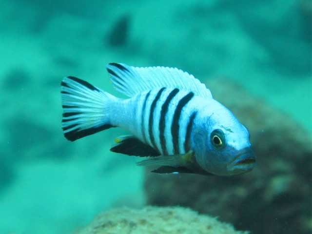 Metriaclima pulpican