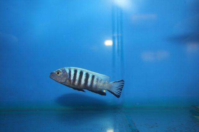 Metriaclima pulpican Likoma Island (samec)
