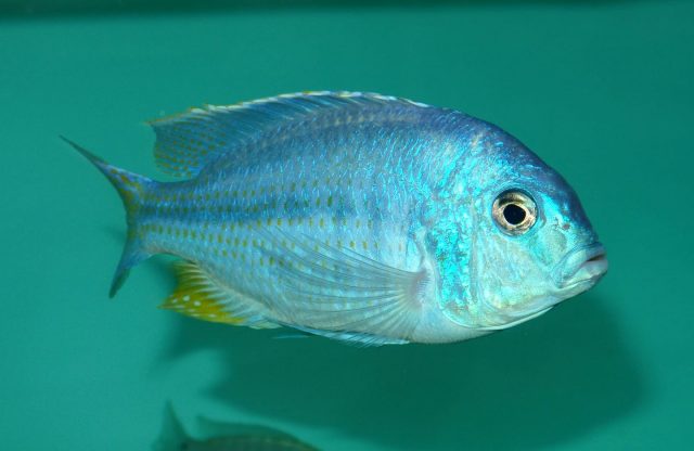 Chilotilapia rhoadesii (samec)
