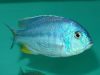 Chilotilapia rhoadesii (samec)