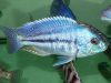 Chilotilapia rhoadesii (samec)