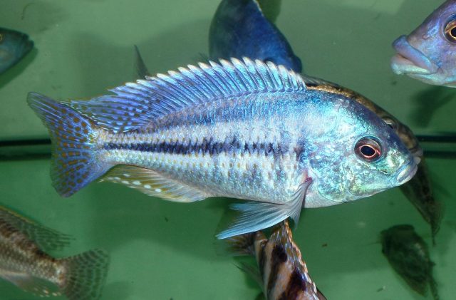 Chilotilapia rhoadesii (samec)