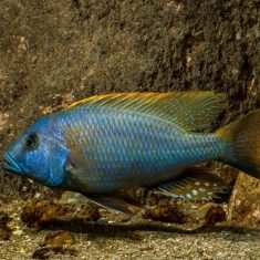 Buccochromis rhoadesi
