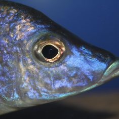 Aulonocara rostratum