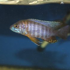 Aulonocara saulosi