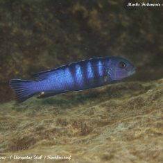 Chindongo bellicosus
