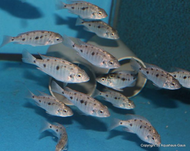 Otopharynx sp. 'spots' Sani (samec a samice)