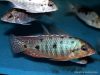 Otopharynx sp. 'spots' Sani (samec)