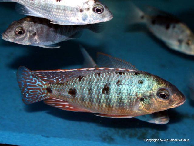 Otopharynx sp. 'spots' Sani (samec)