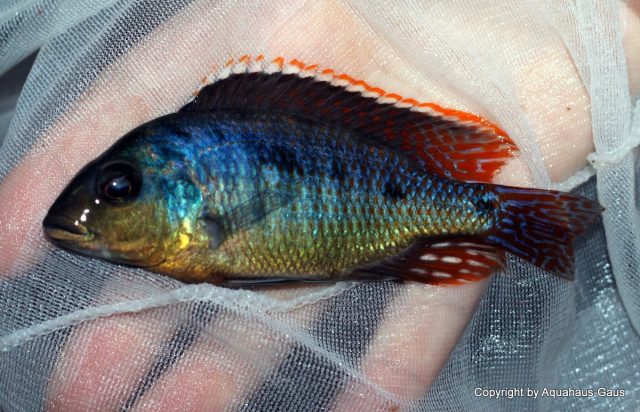 Otopharynx sp. &#8218;spots&#8216;