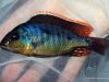Otopharynx sp. ‚spots‘